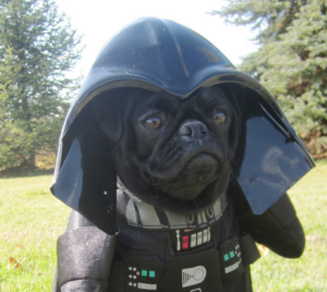 15 Dogs That Are HUGE Star Wars Fans