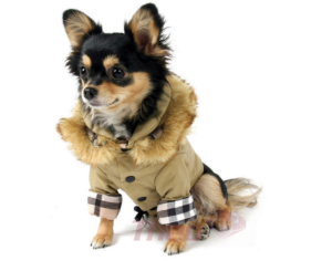 14 Stylish Dog Jackets Your Pup Can Rock This Fall