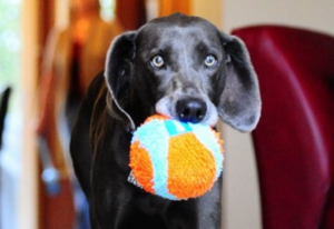 10 Toys That Will Have Your Dog Acting Like A Puppy Again