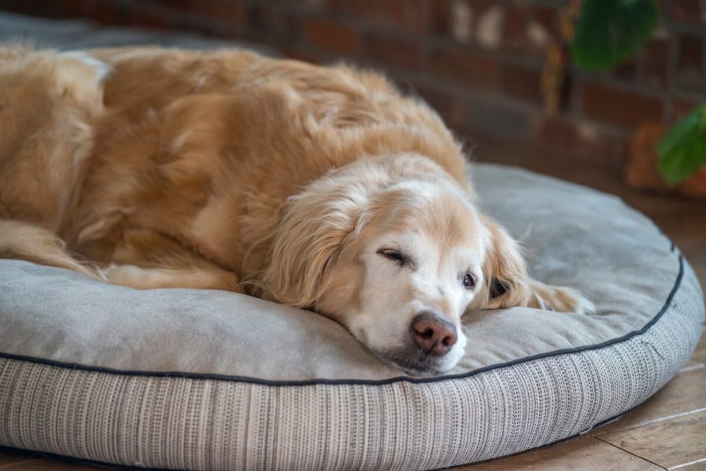 9 Best Large Dog Beds