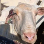 H&M: Stop Selling Wool and Leave Sheep Alone