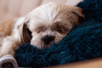 Best Dog Beds for Shih Tzus
