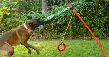 Your Dog Isn’t Bad. He’s Bored. The Backyard Fix That Finally Wears Out A High-Energy Dog