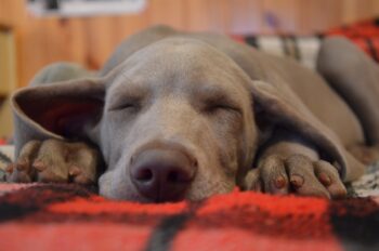 Best Dog Beds for Weimaraners