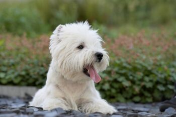 Flea & Tick Prevention for Westies: A Safe & Effective 4 Step Plan