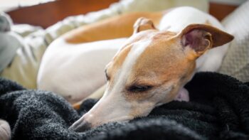 Best Dog Beds for Whippets