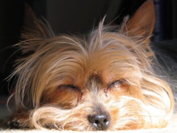 Best Dog Beds for Yorkies