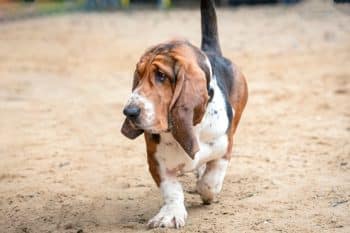 9 Best Basset Hound Immunity Supplements