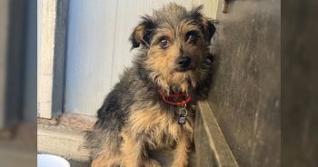 Tiny Rescue Dog Survives Two Weeks Alone in the Wild Against All Odds