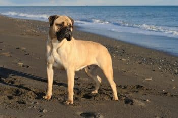 9 Best Mastiff Immunity Supplements