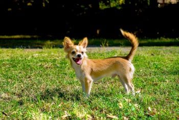 9 Best Chihuahua Immunity Supplements