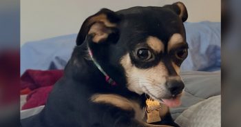 Woman Camps Outside Shelter to Give Chihuahua From Hoarding Case a New Life