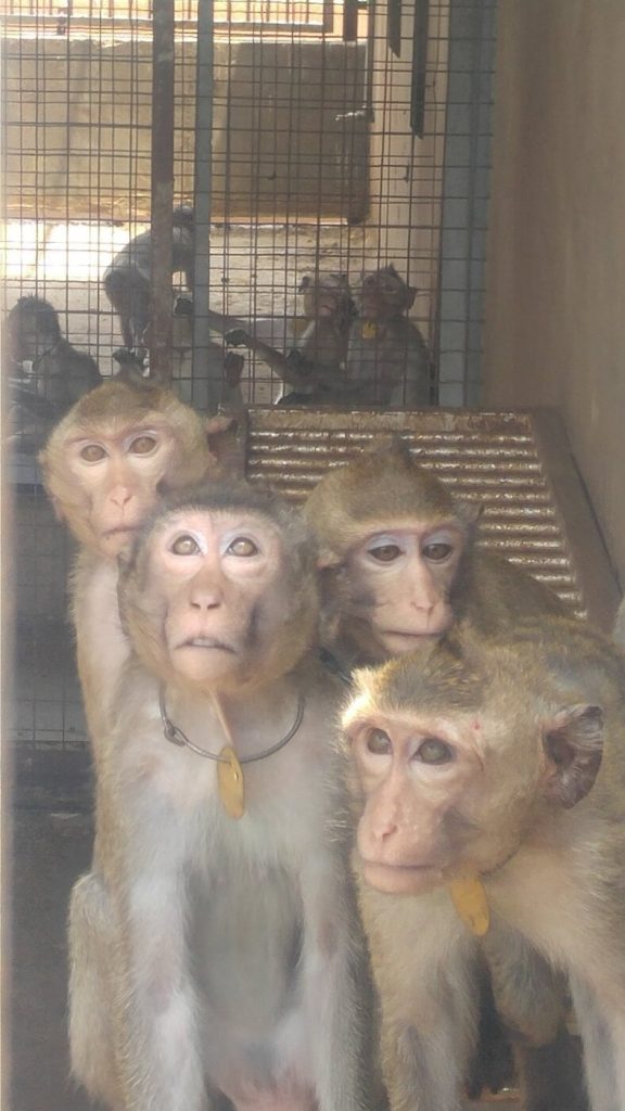 Family Business, Federal Power, and a Pipeline to Experimentation: The Scandal PETA Exposed First