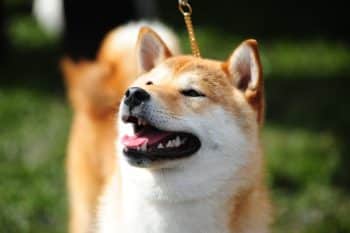 11 Sassy Dog Breeds That Always Need The Last Word
