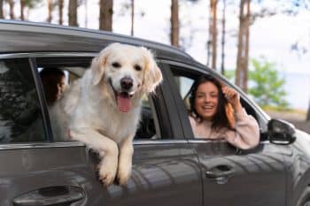 13 Dog Breeds That Never Say No To A Car Ride