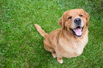 9 Best Golden Retriever Immunity Supplements
