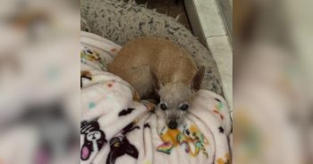 4-Pound Senior Dog Found Wandering Streets Alone Finds Hope