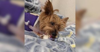 Tiny Yorkie Survives Alligator Attack, Begins Long Road to Recovery
