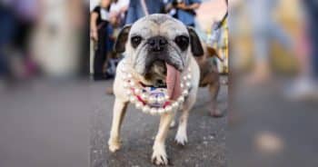Rescue Pug Jinny Lu Crowned the World’s Ugliest Dog After 4 Years of Trying