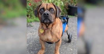 Shelter Dog Puts On His Bow Tie for Adoption Day, But Nobody Comes