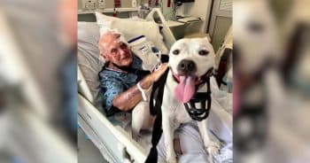 Rescue Dog Saves 86-Year-Old Man During Terrifying Backyard Attack
