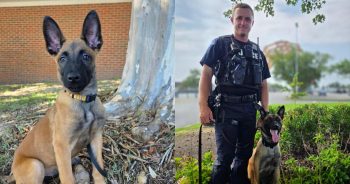Police Rescue a Neglected Puppy, One Year Later, He Joins the Force