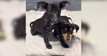 When No One Else Came Back for These Abandoned Puppies, a Cat Rescue Did.