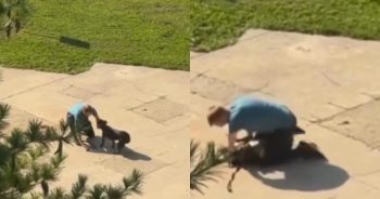 Animal Welfare Officials Seek Public’s Help After Disturbing Dog Video