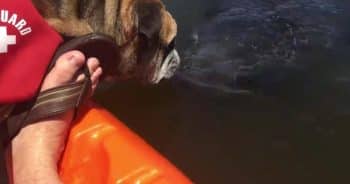 English Bulldog Meets Wild Manatee and They Immediately Share Kisses