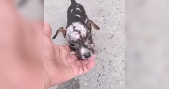 Tiny Puppy Found in Terrible Shape Blossoms Once He Finally Feels Safe