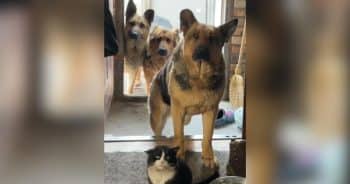 3 German Shepherds Bring Home a Stray Cat and Dad Can’t Say No