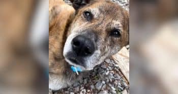 Sad Senior Dog Watched the World Go By Until Someone Finally Chose Him