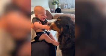 Family Dog Sends Baby Into Giggle Fits With Endless Kisses