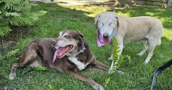 Blind Lab Depends on Her Sister. Now They Need a Home Together.