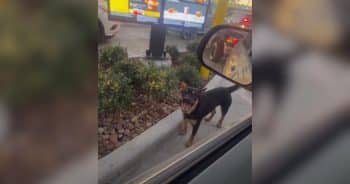Clever Stray Dog Figures Out McDonald’s Drive-Thru and Finds More Than a Meal