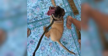 Meet Dr. Pepper, the Tripod Puppy With a Taste for Soda and Belly Rubs