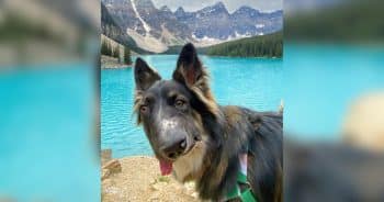 Rescue Dog With a Crooked Face Looks Different, but His Family Wouldn’t Change a Thing