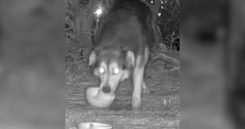 Stray Dog Outsmarts Every Trap for 71 Days, but His Rescuer Refuses to Give Up