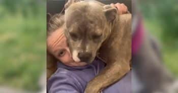 Dog Found Tied to a Boulder Discovers What Being Loved Feels Like