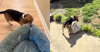 Dog Makes It His Daily Mission to Drag the Cat Beds Outside