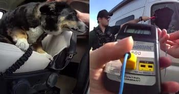 Dog Spends Nearly 4 Hours Trapped in Hot Van Until Deputy Breaks In