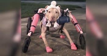 Someone Stole a Disabled Dog’s Wheelchair and Police Want Answers