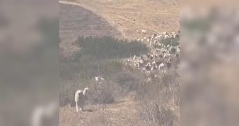 Hero Sheepdog Helps Clear the Way for Rescue Helicopter