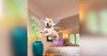 Dog Saved From Euthanasia Literally Jumps for Joy in His New Home