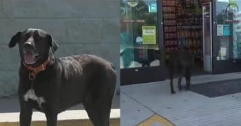 Dog Waits Until Store Is Quiet, Then Sneaks Inside to Steal His Favorite Snacks