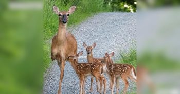 Three-Legged Deer Walks Out of the Woods With Two Fawns and Captures Hearts