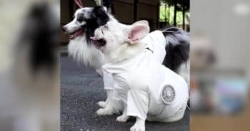 Tokyo’s Coolest Dogs Wear Fan-Powered Jackets to Beat Brutal Summer Heat