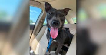 Dog’s DNA Test Fails 6 Times Before Lab Discovers What Makes Him So Rare