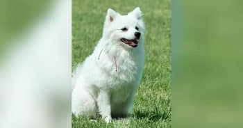 Tiny Pomeranian Defies Expectations to Become a Police Tracking Dog