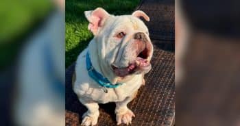 Rescue Bulldog Is 50% Dog, 50% House Goblin and Completely Irresistible